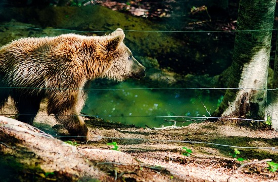 "Mitsos the bear" dies of old age at the Arcturos shelter in Greece