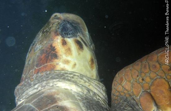 Απελευθέρωση θαλάσσιας χελώνας Caretta caretta «Aquis»