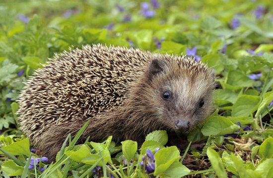 Action for Wildlife' rescues orphaned baby hedgehogs in Greece