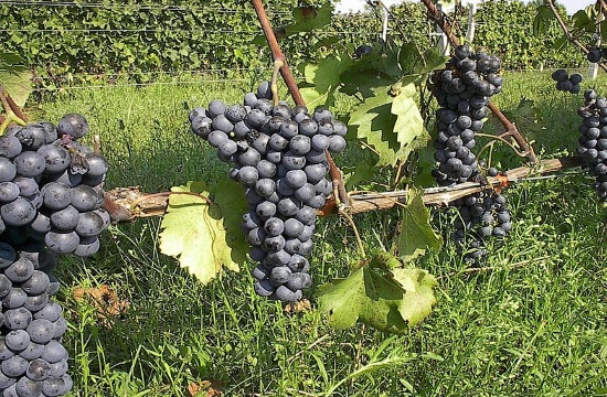 Growers optimistic as grape harvest begins on Santorini island