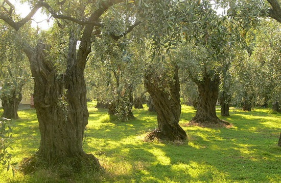 Using GPS technology to track olive theft on Crete island