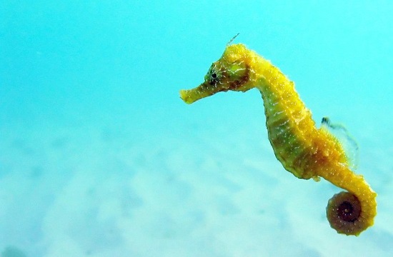 Scientists and divers try to bring back dwindling population of seahorses in Greece