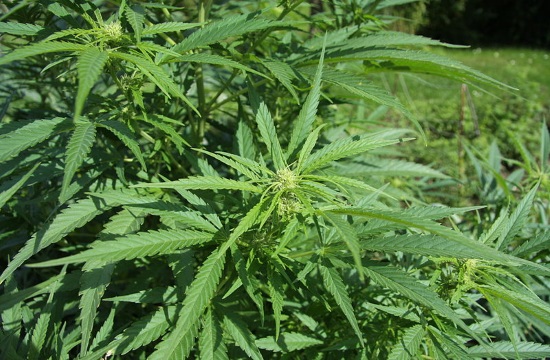 High hopes and investments for marijuana cultivation in Greece