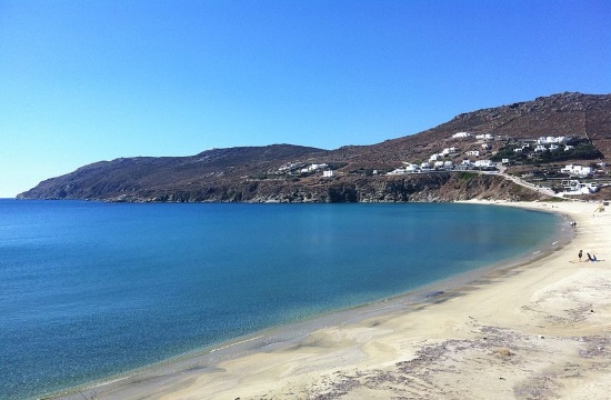 Cows flock to Kalo Livadi beach in Mykonos island to cool down