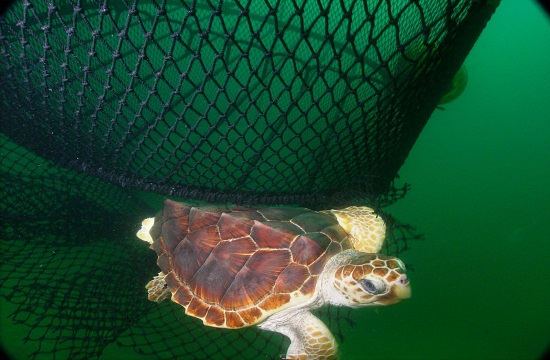 AP: Endangered green and loggerhead turtles make comeback in Cyprus