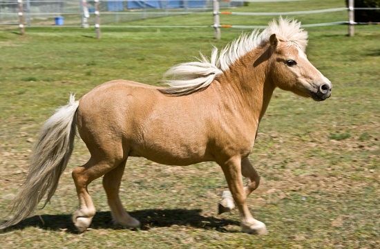Rhodes island's miniature horses inspire documentary with environmental slant