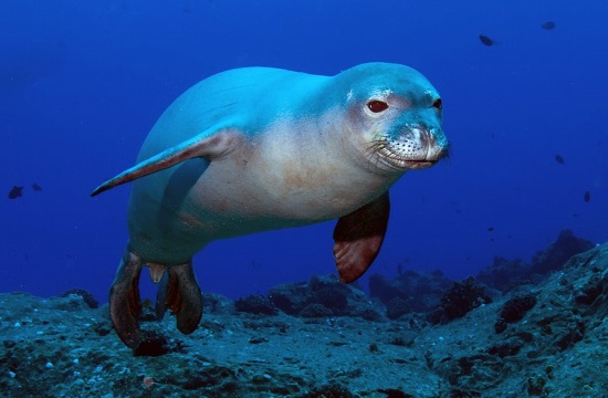 Greek biologist awarded for protection of Mediterranean seal