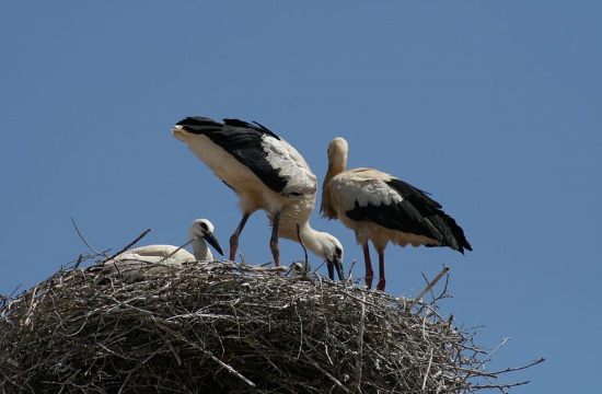 Stork nests in Greece not to be moved after birds settle in February