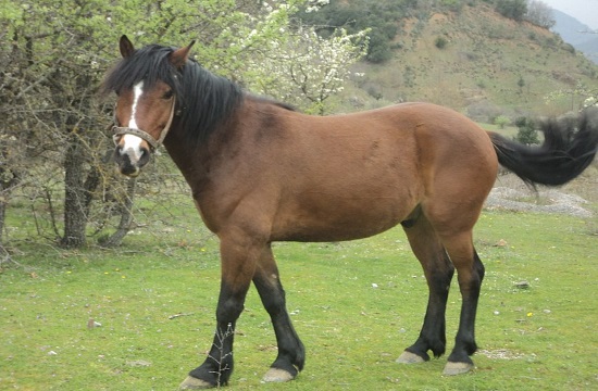 Horse riding tourism in Kamatriades village on Evia island of Greece