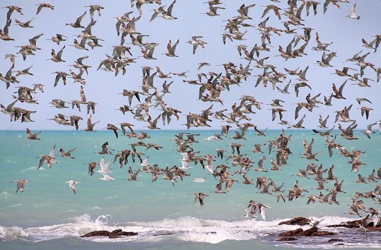Nature Tourism: World Migratory Birds Day marked in Greece