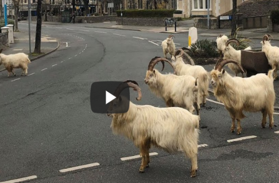 AP: Goats invade locked-down town in North Wales (video)