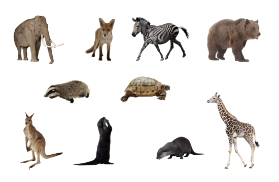 Tornos News | The top-10 strange animals in the world Tornos News | The top-10 strange animals in the world