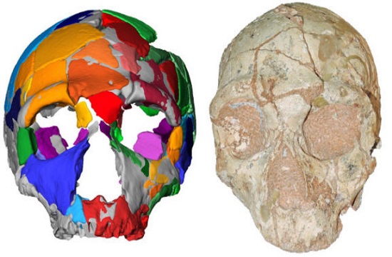 210,000-year-old human skull found in Greece is the oldest fossil outside Africa