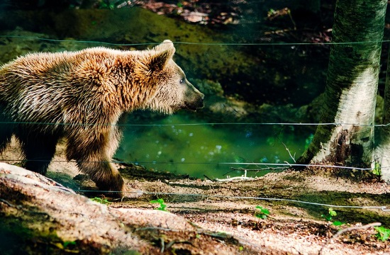 Injured bear survives four days caught in illegal snare in Prespes of Greece