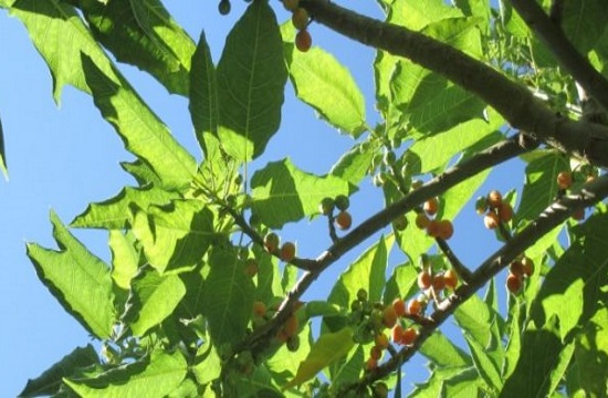 Botanical Park of Crete, a utopia of flowers, fruit, and food