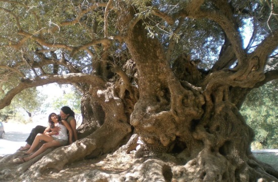 Ancient olive trees of Crete count more than 1.500 years of life