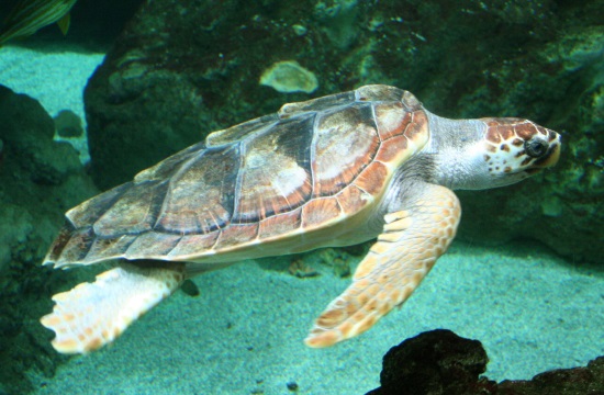 Hopeful comeback by endangered sea turtles & seals In Greece