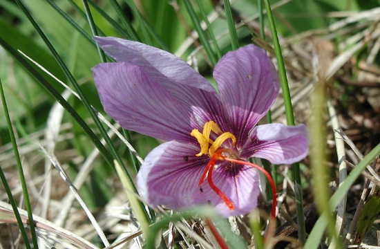 First export of Kozani saffron ready to ship from Greece to China