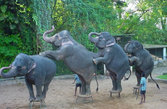 Over 100 travel companies commit to end elephant rides and shows