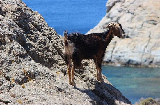 British tourist wins Daily Telegraph prize for goat story at Greek beach