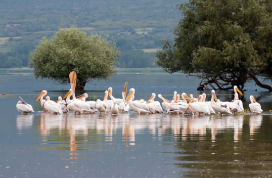 Forbes: Lake Kerkini in Greece among 5 wonders in Balkans you must visit