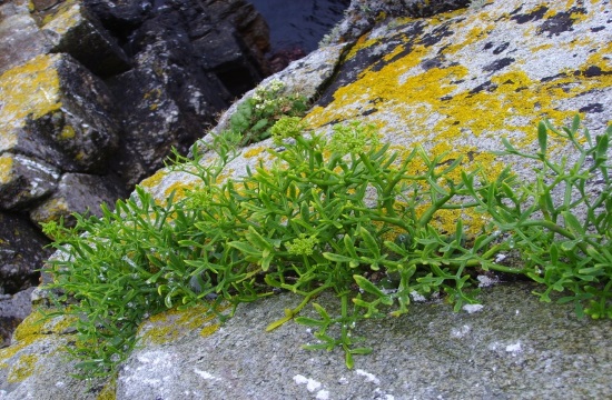 Sea fennel, a tasty delicacy on the Greek shores