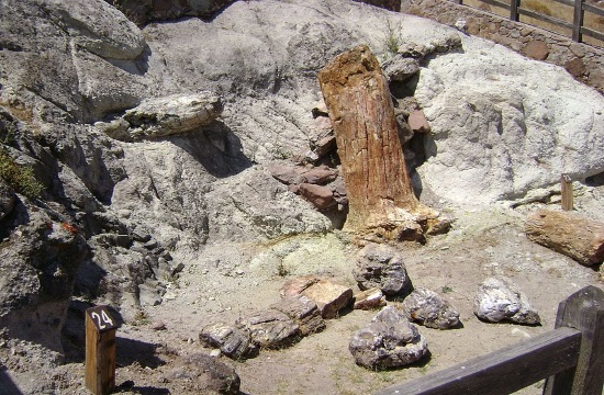 14 petrified trees found during drainage pipe work on Greek island of Lesvos