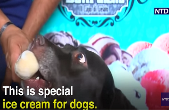 Ice cream parlour for dogs opens in Mexico city (video)