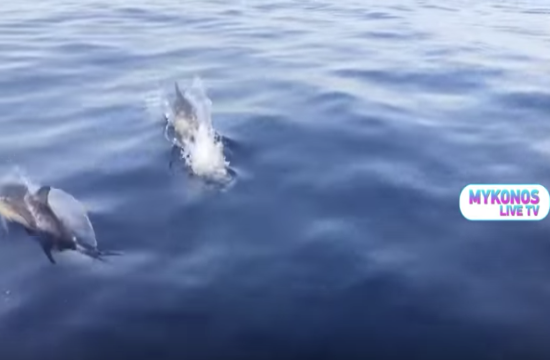 Amazing sight as dolphins appear in Greek island of Mykonos