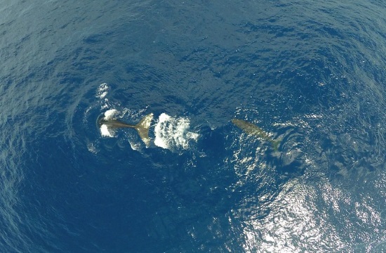 Sperm whale washed ashore on Greek island of Santorini (video)