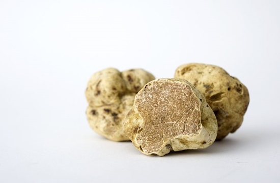 Truffle hunting commences in Greek site of Meteora during March