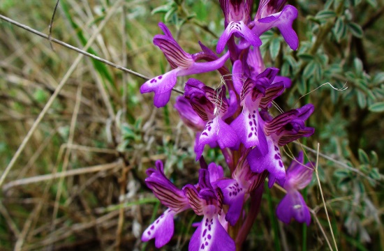 Scientists: Illegal trade placing Pindos mountain range wild orchids at risk