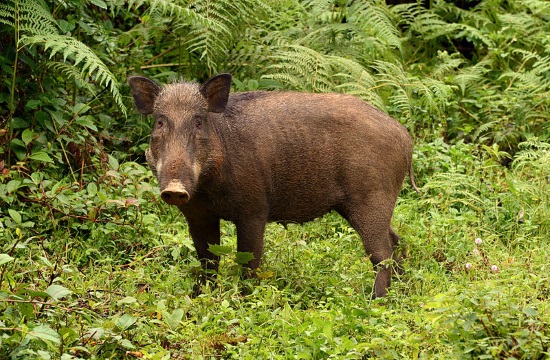 Report: Wild boar roam posh Athens suburb of Ekali (video)
