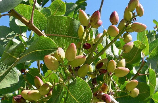 Media report:  Pistachios from Greek Island of Aegina are top in the world