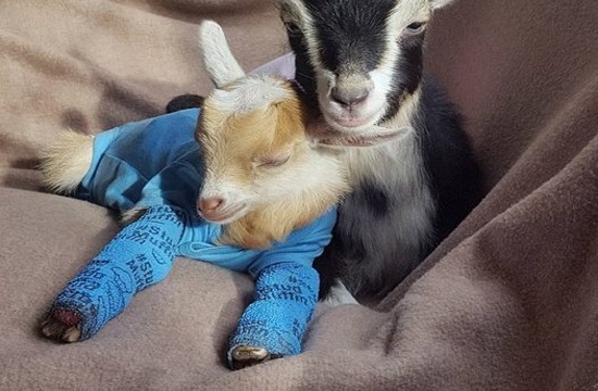 Love story: Baby goat born without legs befriends blind goat in New Jersey