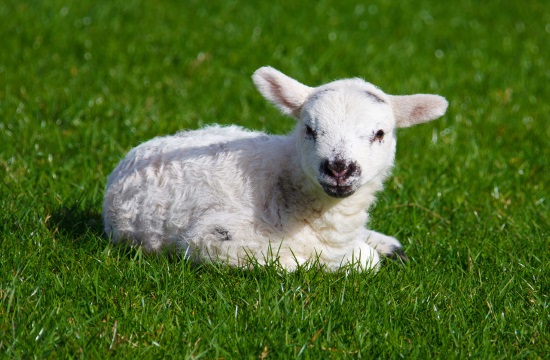 Vegans protest in Athens against Greek Easter spit-roasted lamb tradition