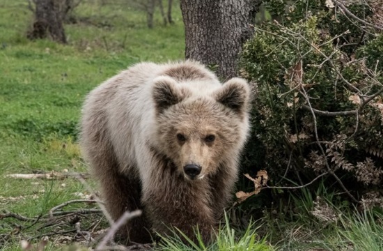 Female bear killed in road accident near Kastoria in Northern Greece