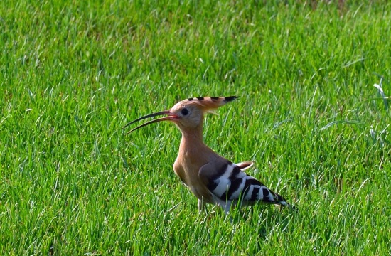 Athens' suburb boasts largest breeding farm for exotic birds in Balkans