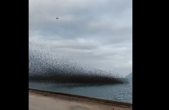 Swarm of starlings “blackened” the sky in Rio of western Greece (video)