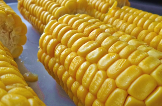 Corn, Kiwifruit, and Pie Festivals in Omolio and Elassona
