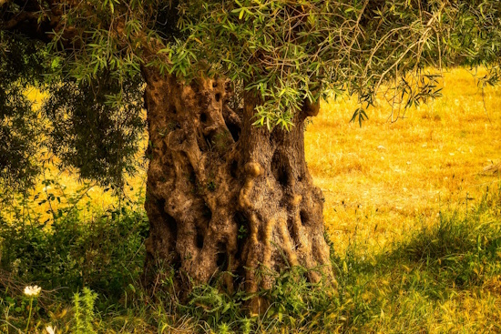 "Thematic olive routes” | Crete opens a new page for its visitors