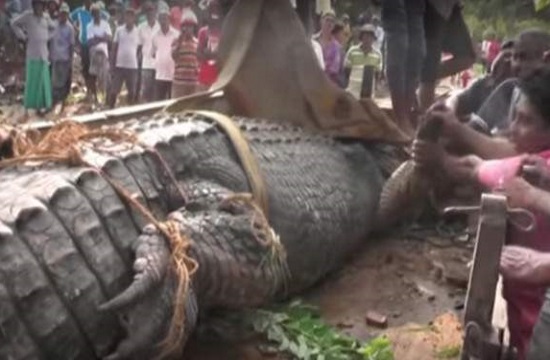 Monster 5-meter crocodile in Sri Lanka weighs one ton (video)