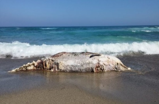 Dead whale washed up south of Ierapetra in Crete (video)