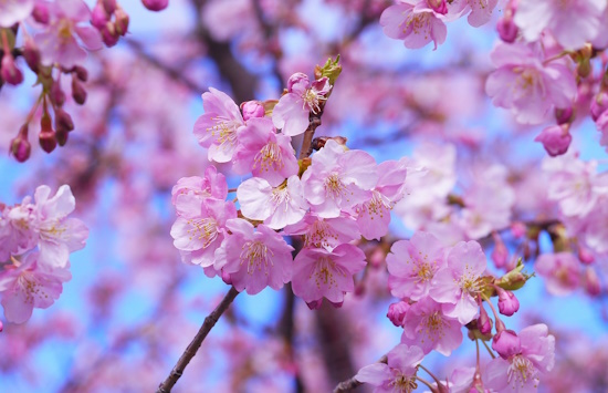 Greece in Digital Bloom: Over €860,000 for “Blooming Routes”