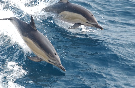 Eco cruising with dolphins in Greece: Alternative Holiday