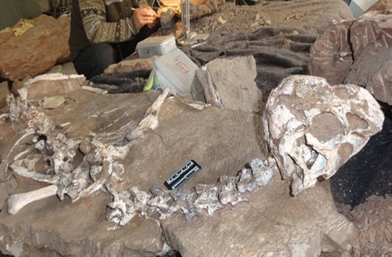 72 million year-old dinosaur “Mud Dragon” fossil found in China