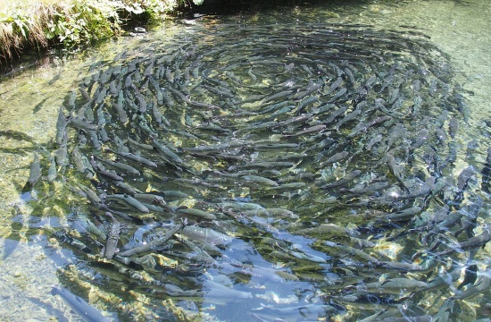 Greek aquaculture company announces new fleet of 12 climate neutral ships