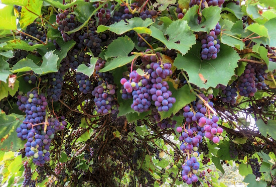 Grape Festival in Karditsa