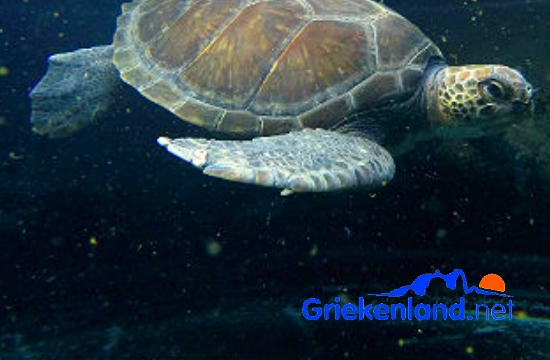 Dutch Griekenland.net publication on caretta-caretta sea turtles and Greece