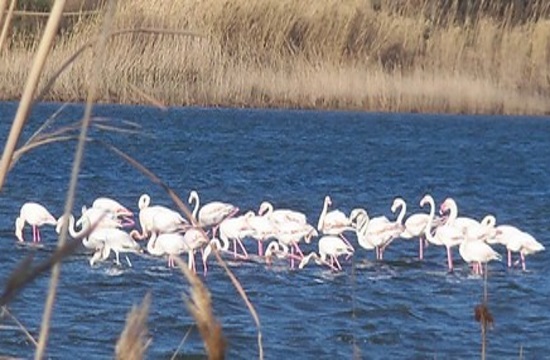 Flamingos, the permanent attraction of Lefkimmi wetlands in Corfu